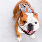 Preppy Style Bulldog Dog Travel Backpack Harness For Small Medium Dogsr To Wear Outdoor Cute Dog Carrier Bag Backpack Pets