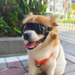 Pet Protection Glasses Dog Goggles Anti-UV With Adjustable Strap Dog Eye Wear Pet Sunglasses Dog Decoration Waterproof Cool