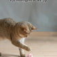 Power Ball Cat Toy, Interactive Cat Smart Ball Toy, Automatic Power Rolling Ball, Indoor Smart Pet Toy Ball with USB Charging