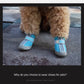 Dog Shoes Summer For Small Dogs Chihuahua Pet Supplies Dog Boots Anti-skid Wear-resistant Pets Accessories